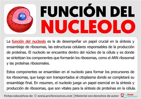 funcion del nucleolo